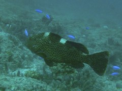 Epinephelus maculatus