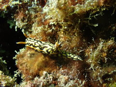 Hypselodoris jacksoni