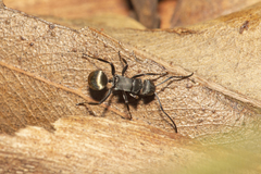 Polyrhachis tubifera
