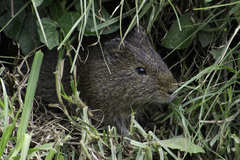 Cavia aperea anolaimae