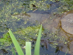 Apalone spinifera spinifera