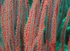 Ellisella ceratophyta