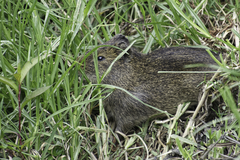 Cavia aperea anolaimae