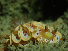 Ardeadoris cruenta