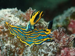 Tambja victoriae
