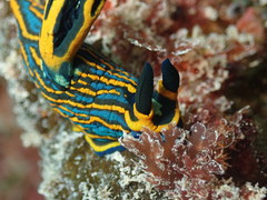 Tambja victoriae