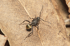 Polyrhachis tubifera