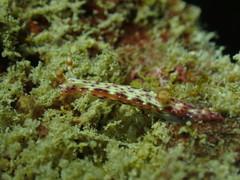 Hypselodoris decorata
