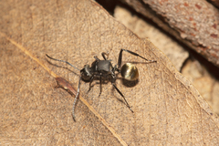 Polyrhachis tubifera