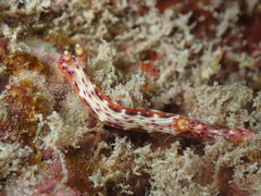 Hypselodoris decorata