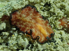 Pseudobiceros fulgor