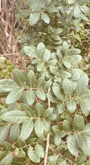 Image of Schinus terebinthifolia