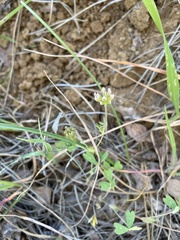 Trifolium bifidum