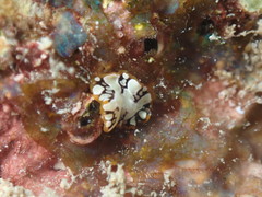 Pseudoceros scriptus