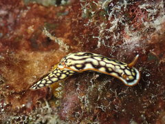 Hypselodoris jacksoni