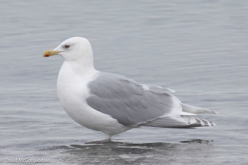 Iceland Gull