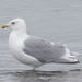 Iceland Gull - Photo (c) David McCorquodale, some rights reserved (CC BY), uploaded by David McCorquodale