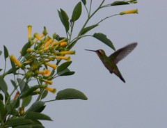 Chlorostilbon lucidus