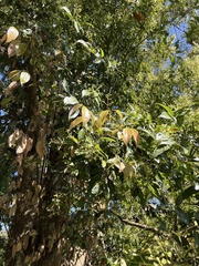 Cinnamomum yabunikkei
