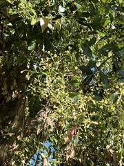 Cinnamomum yabunikkei