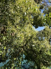 Cinnamomum yabunikkei