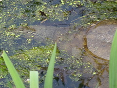 Apalone spinifera spinifera