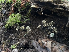 Kretzschmaria deusta