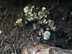 Kretzschmaria deusta