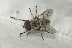 Tabanus reinwardtii