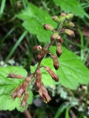 Tolmiea diplomenziesii