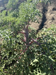 Chaenactis artemisiifolia