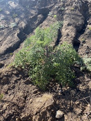 Chaenactis artemisiifolia