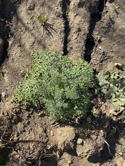 Chaenactis artemisiifolia