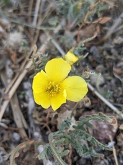Mentzelia nitens