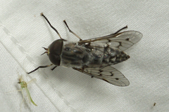 Tabanus reinwardtii
