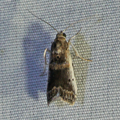 Acrobasis tumidulella