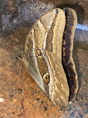 Caligopsis seleucida