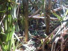 Benstonea atrocarpa
