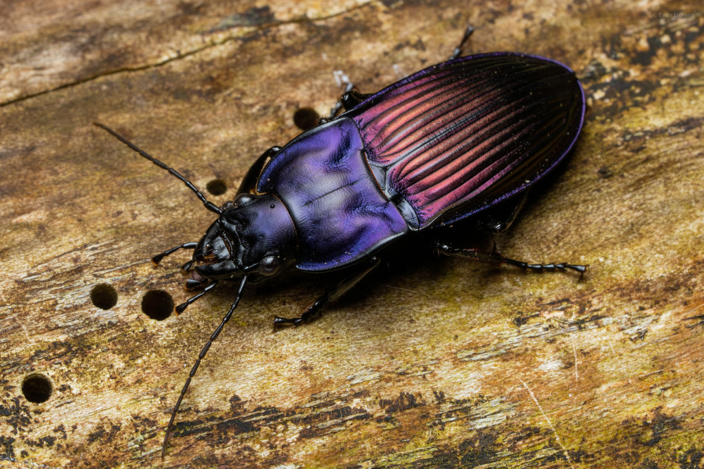 Licininae