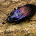Notch-mouthed Ground Beetle - Photo (c) evangrimes, some rights reserved (CC BY), uploaded by evangrimes
