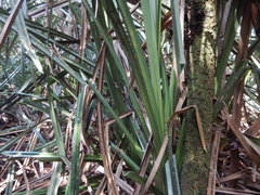 Benstonea atrocarpa
