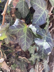 Hedera helix