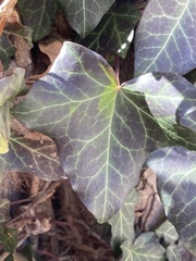 Hedera helix