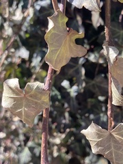Hedera helix