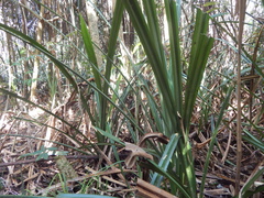Benstonea atrocarpa