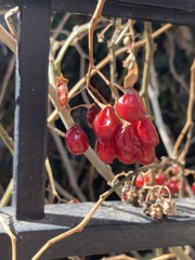 Solanum dulcamara