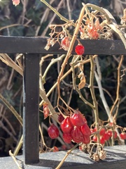 Solanum dulcamara