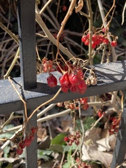 Solanum dulcamara
