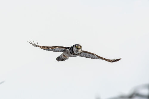 Northern Hawk Owl (American)