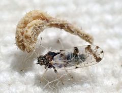 Craspedolepta pulchella